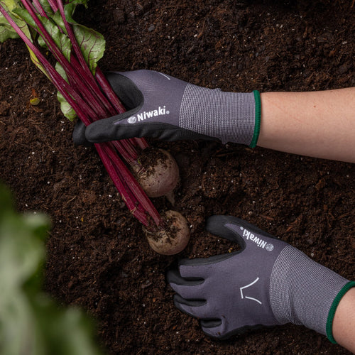 Person wearing Niwaki gardening gloves holding freshly harvested beets in soil