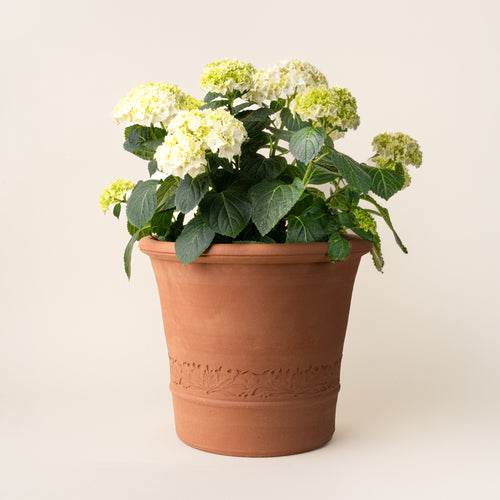 White hydrangea blooms in a decorative terracotta planter with embossed botanical detailing, photographed on a clean neutral background.