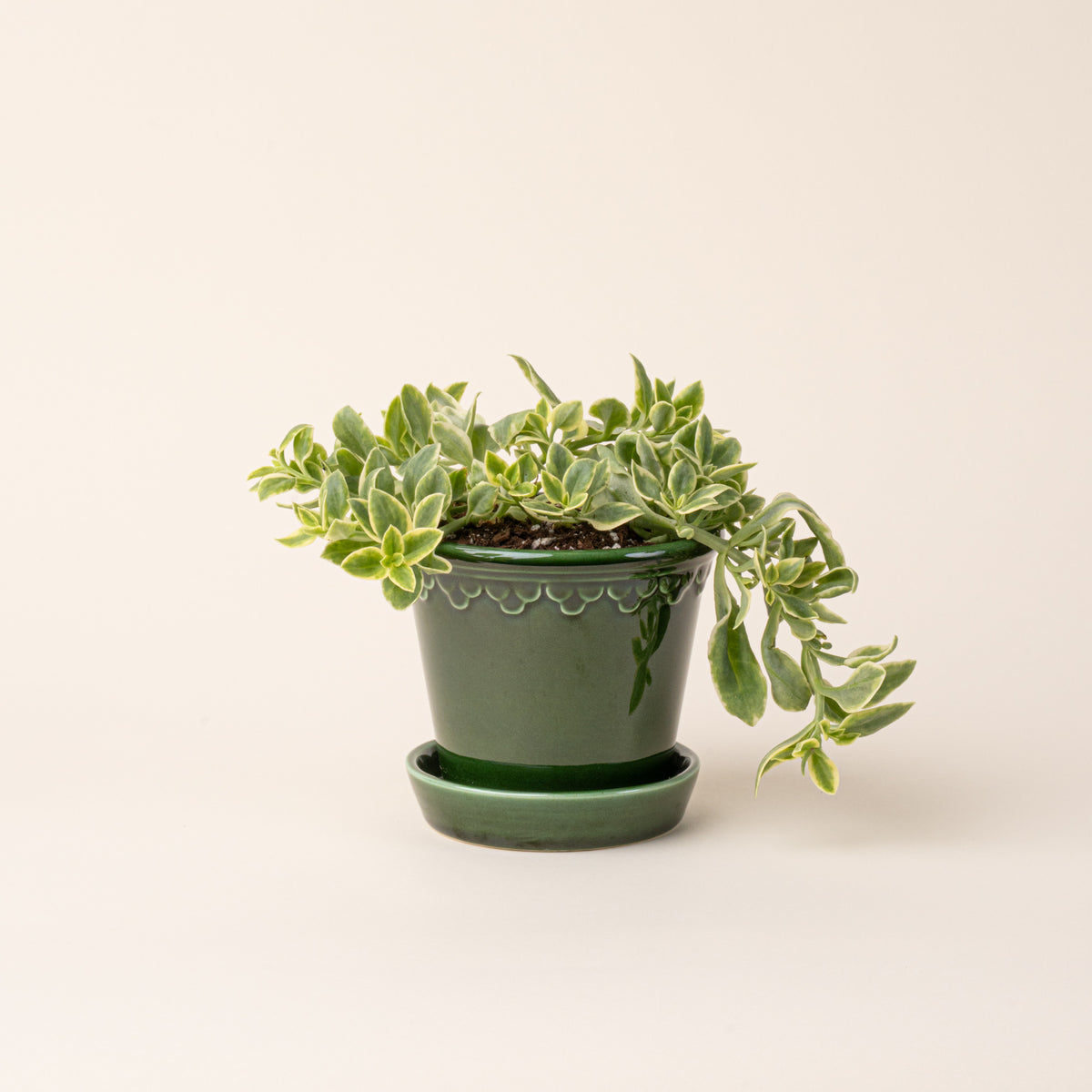 Succulent plant in a small glossy green ceramic pot.