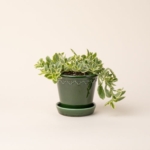 Succulent plant in a small glossy green ceramic pot.