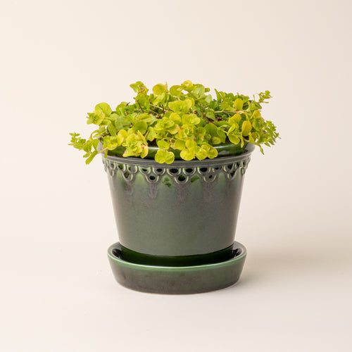A large green glazed planter filled with small yellow-green trailing plants.