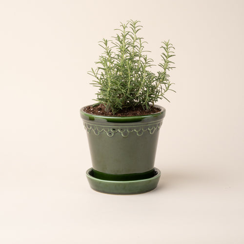 A potted rosemary plant in a medium glossy green ceramic pot