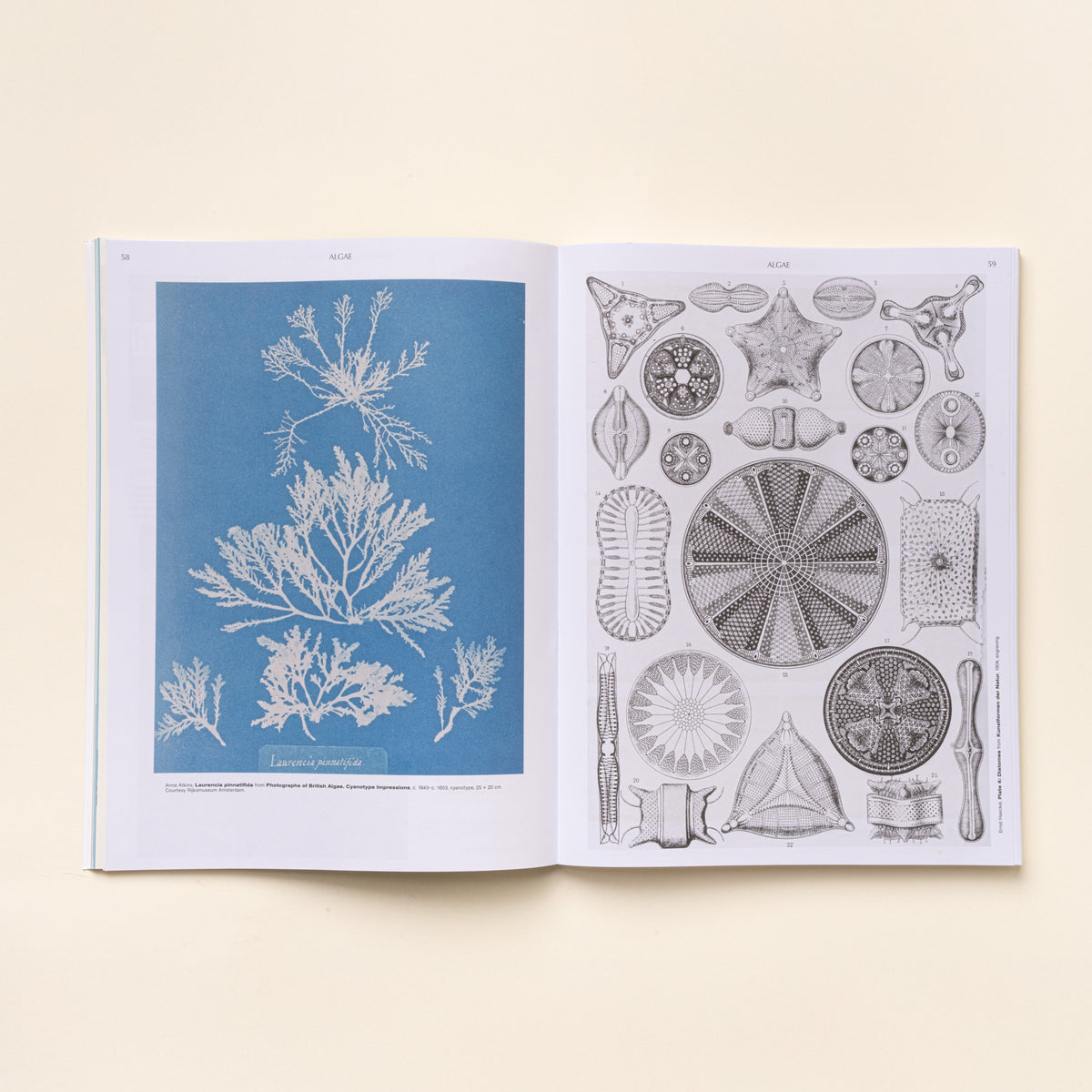 Open book spread showing blue botanical print on left and detailed scientific algae diagrams on right.