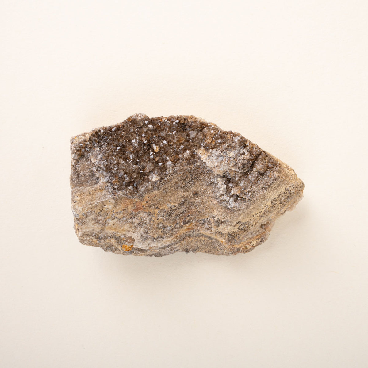A rough brilliant petrified wood with glittering quartz crystals on the surface, shown against a cream background.