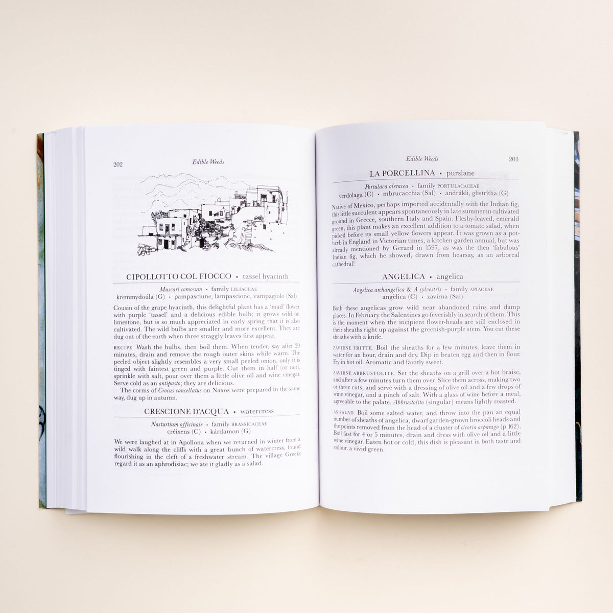 Open book with text on tassel hyacinth, watercress, purslane, and angelica, with a small line drawing of buildings.