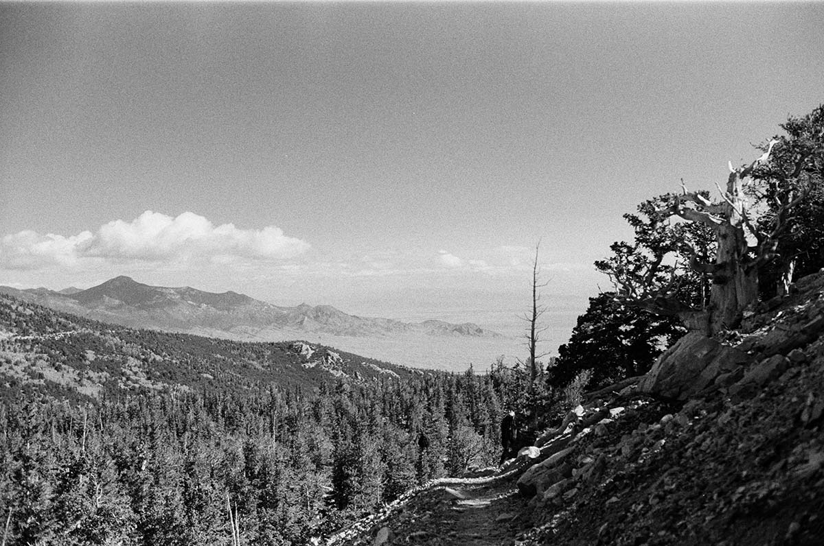 A black and white photo of a beautiful wood and mountain landscape
