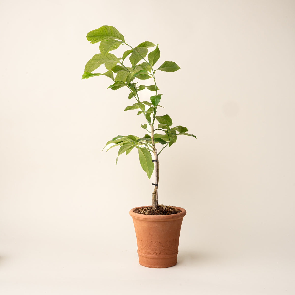 Young potted plant in a small embossed terracotta planter with fresh green foliage, against a neutral background.