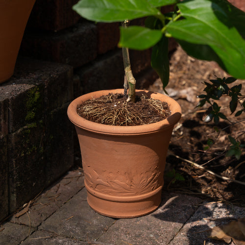 Small embossed terracotta pot displayed outdoors on a brick patio, featuring a young potted plant with exposed surface roots and decorative botanical relief around the pot’s lower band.