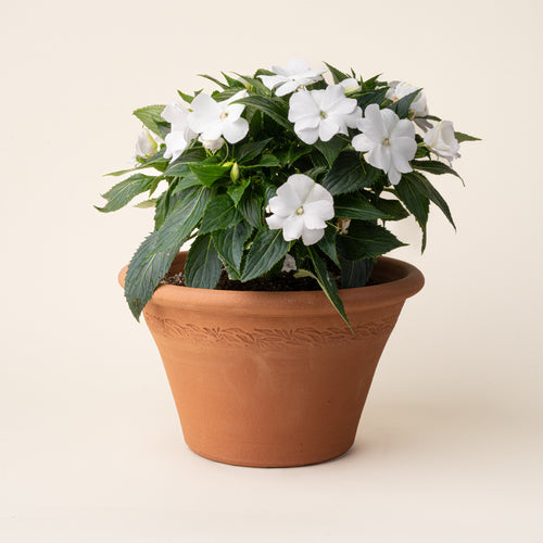 White flowering impatiens in a medium terracotta bowl planter with embossed botanical border detail, displayed against a neutral background.