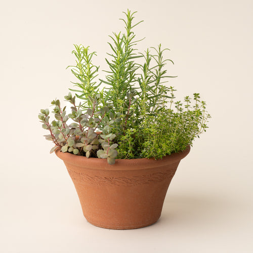 Terracotta bowl planter with embossed botanical border detail, planted with rosemary, thyme, and mixed greenery against a neutral background.