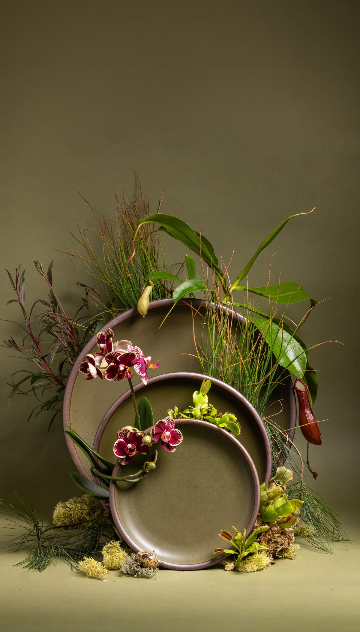 Stoneware olive plates arranged with orchids, carnivorous plants, and greenery against an olive backdrop.