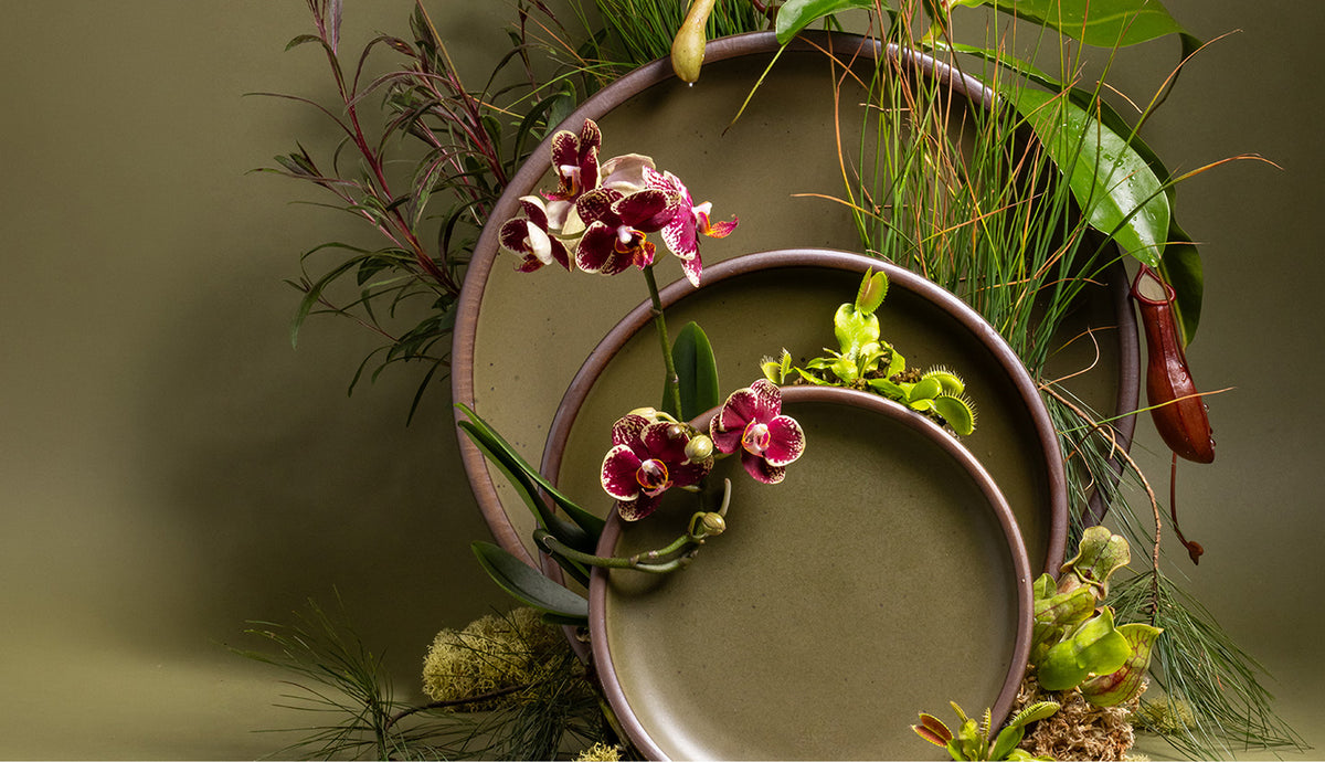 Stoneware olive plates arranged with orchids, carnivorous plants, and greenery against an olive backdrop.