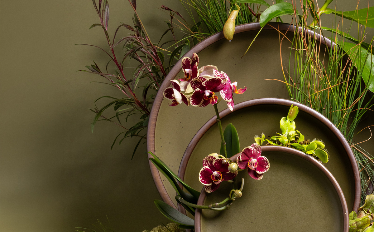 Stoneware olive plates arranged with orchids, carnivorous plants, and greenery against an olive backdrop.
