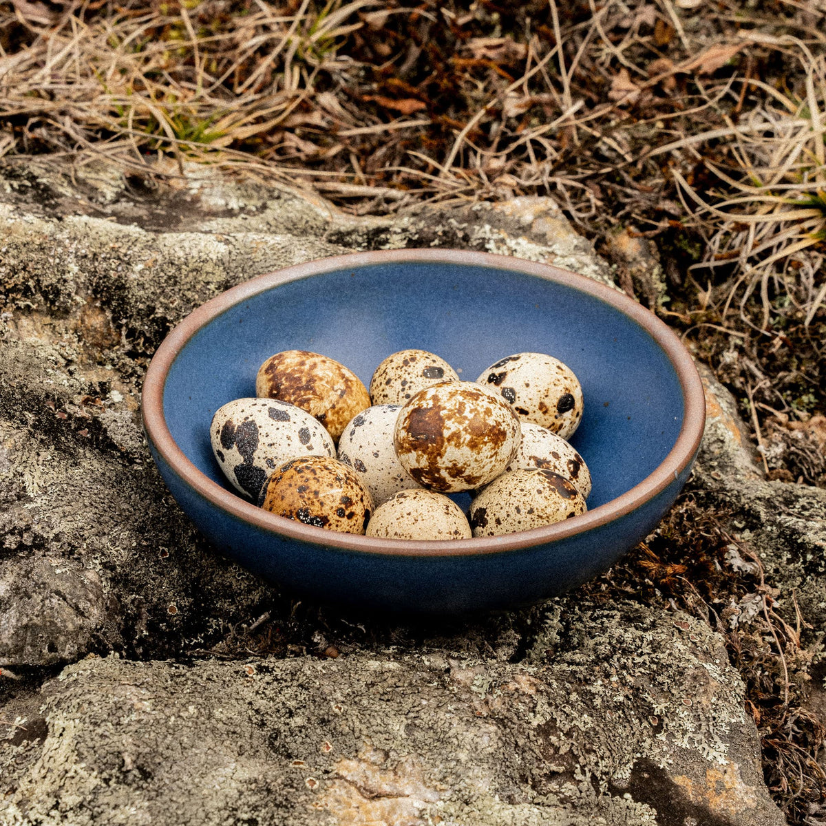 Outside on a rock, quail eggs sit in a small shallow ceramic bowl in a cool medium blue color featuring iron speckles and an unglazed rim