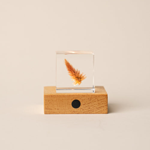 Clear resin cube with preserved quail grass inside, displayed on a rectangular wooden LED light base with a black button.