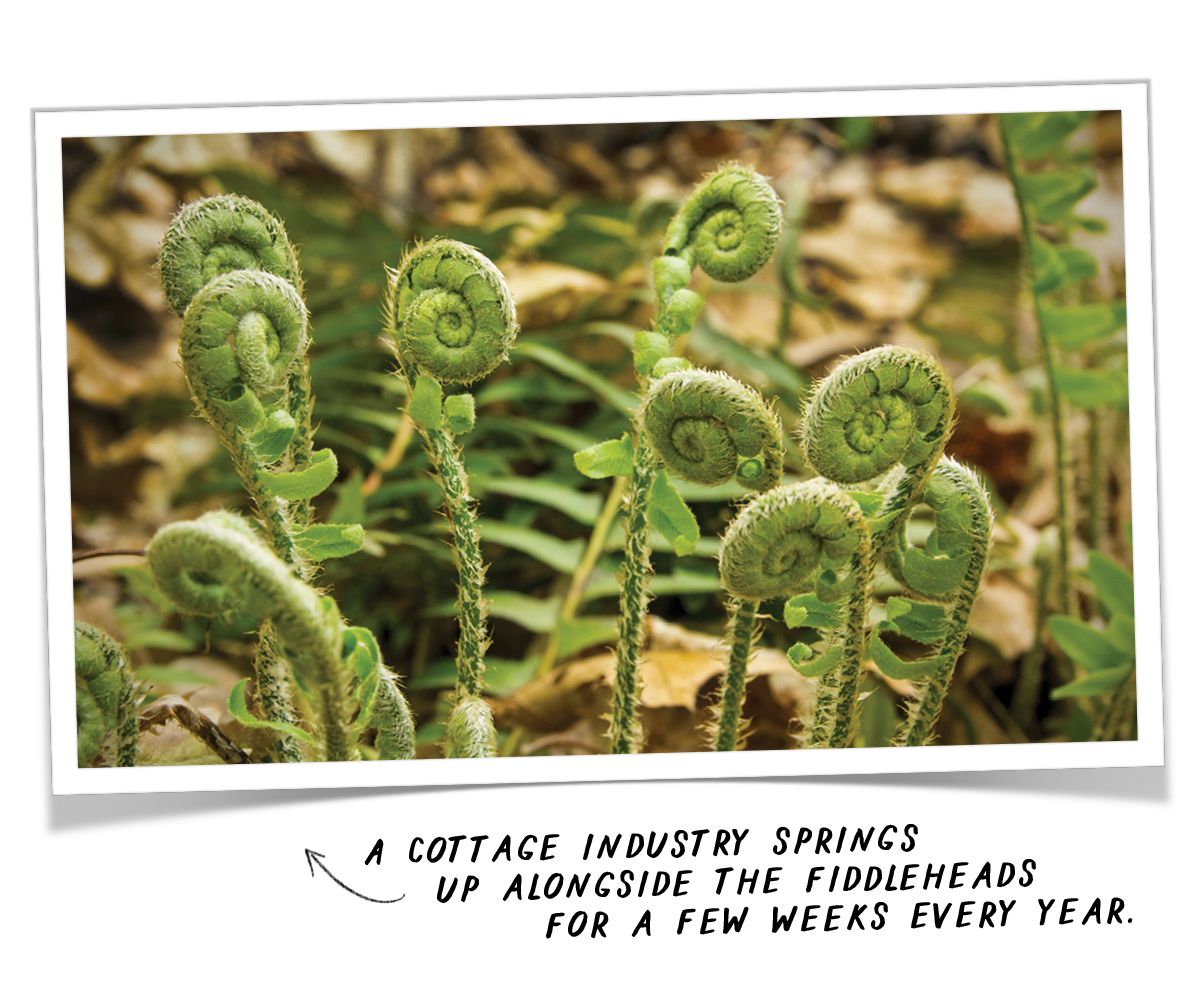 A photo of fiddlehead springs with a caption that reads 