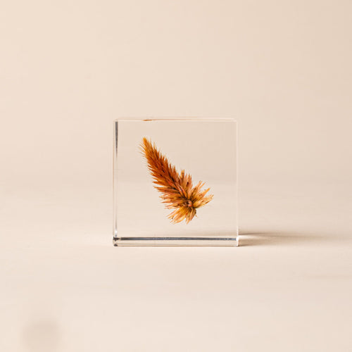 Golden quail grass encased in a clear acrylic block on a beige background.